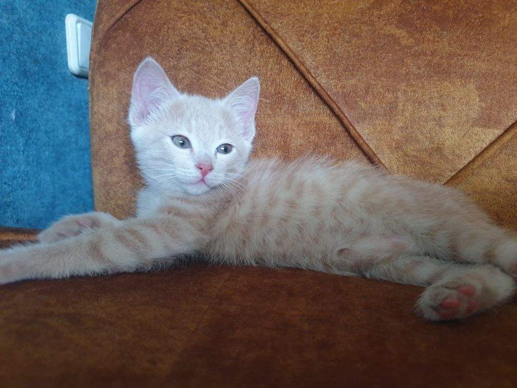 Котёнок в добрые ручки