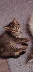 Отдам котят 2 мес