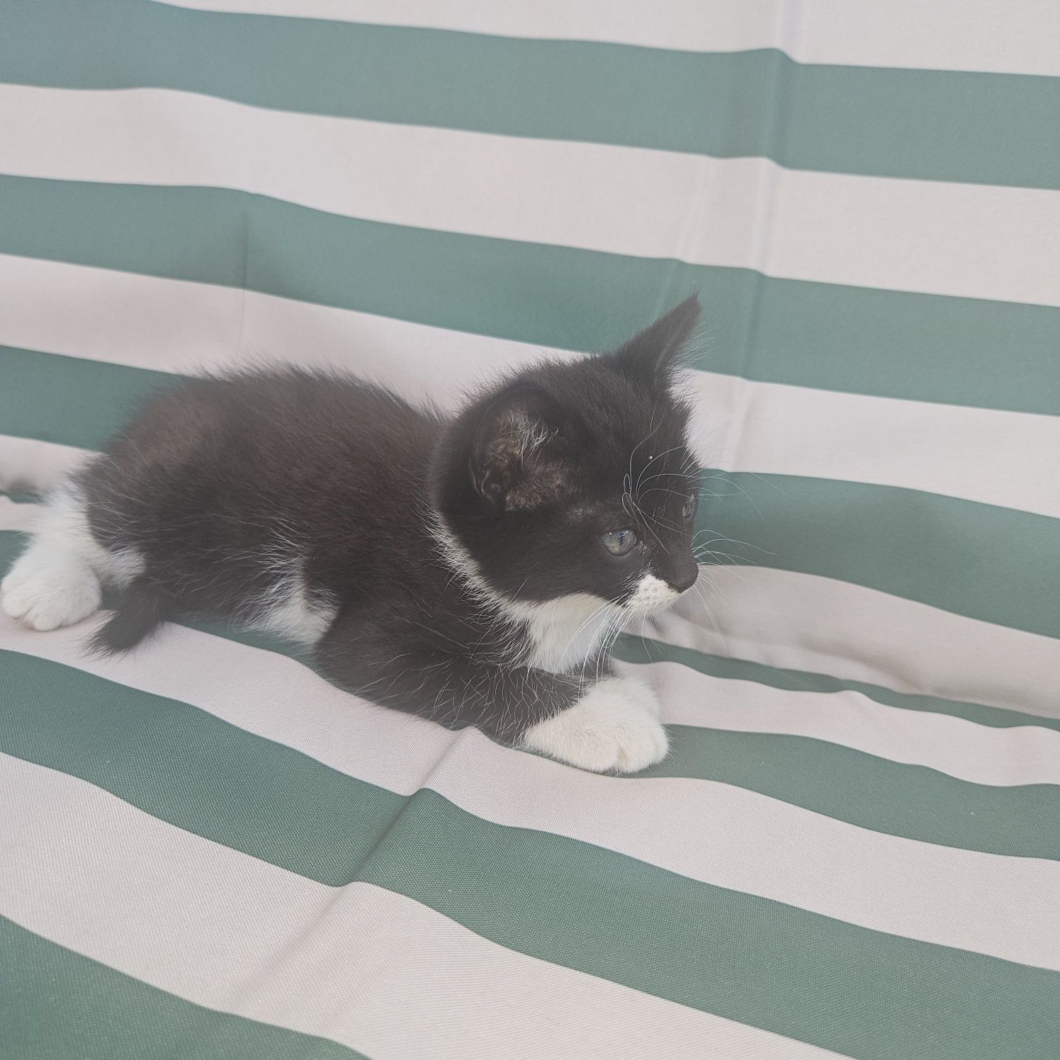 Отдам котят, девочки, 1,5месяца