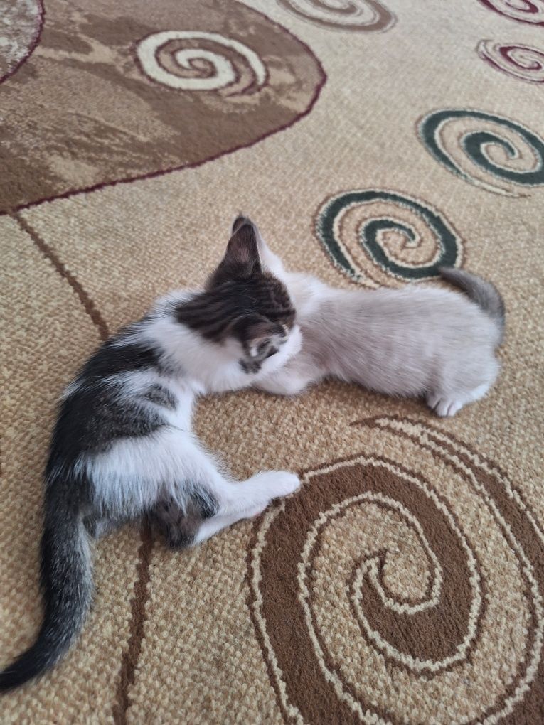 Котята бесплатно в добрые руки!
