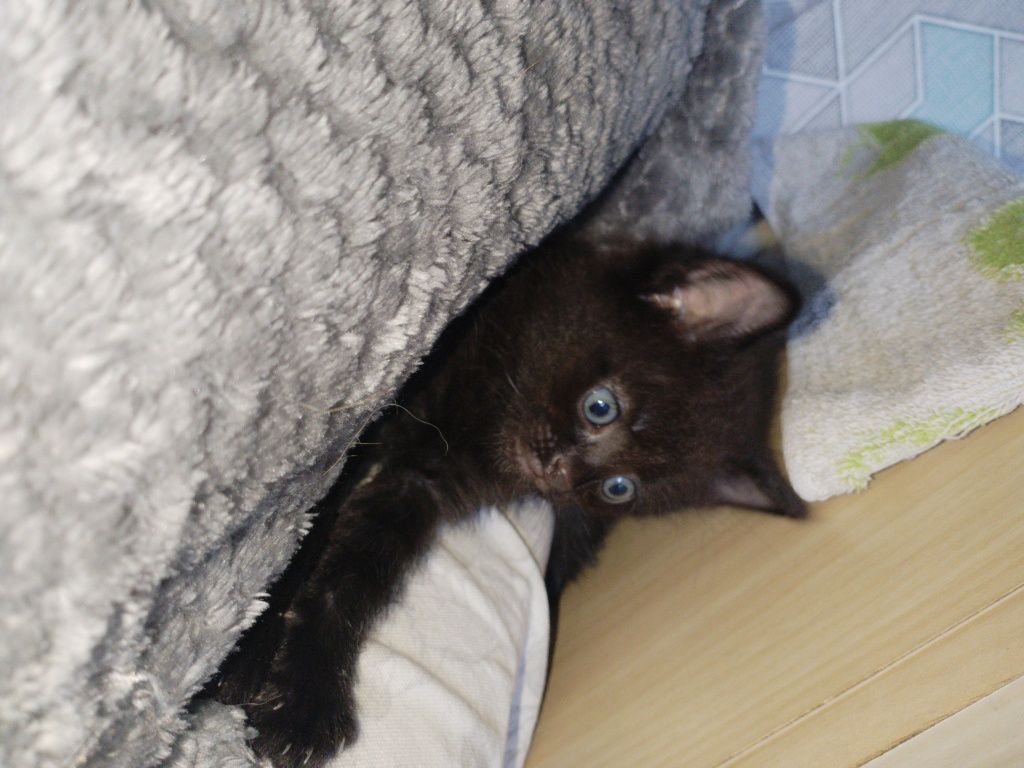 Отдам котят бесплатно