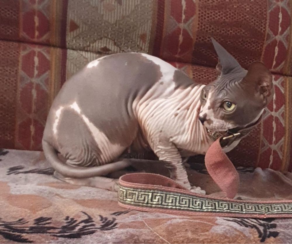 Кошка сфинкс продаеться