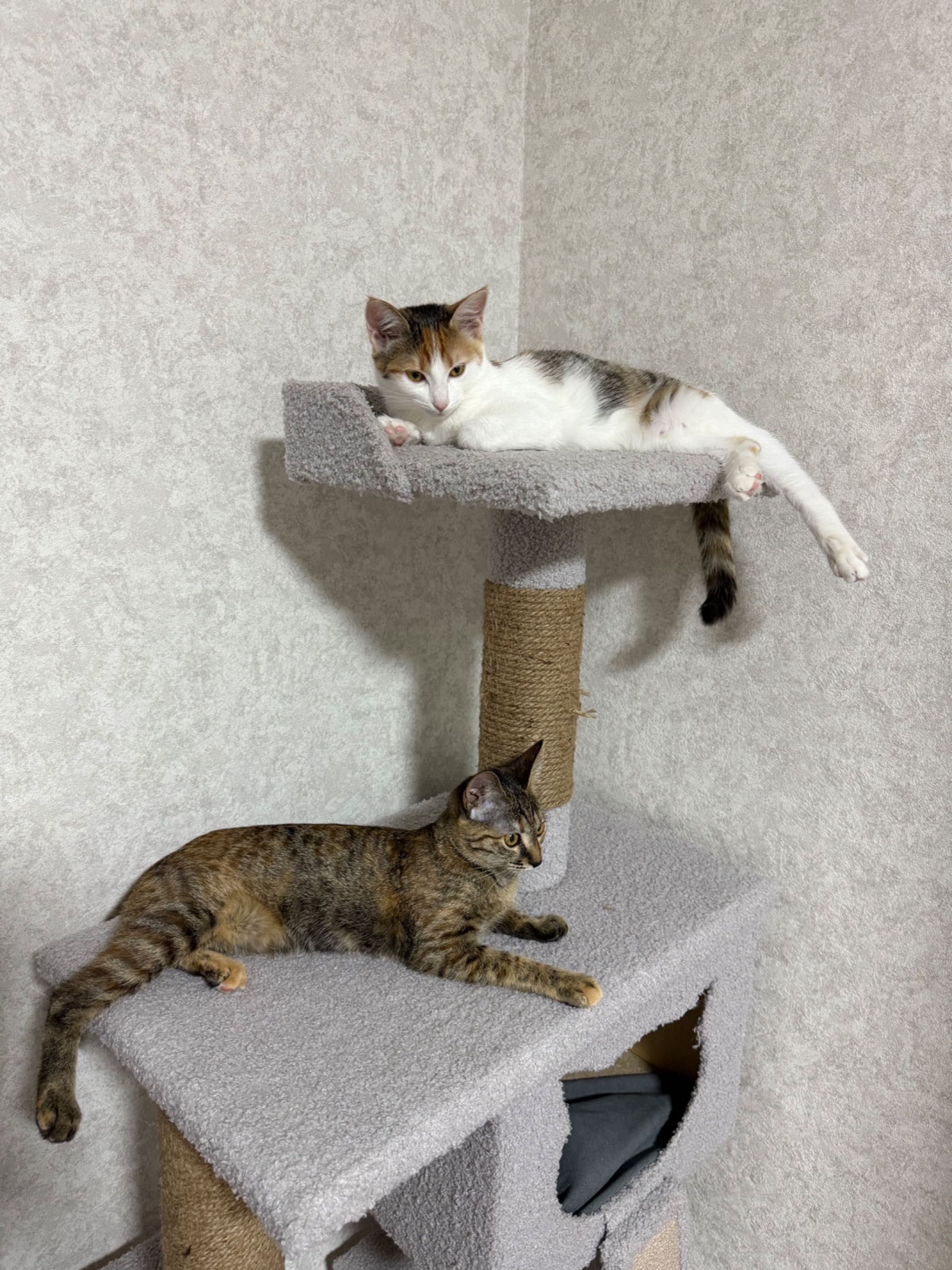 Красивые котята, 4 месяца