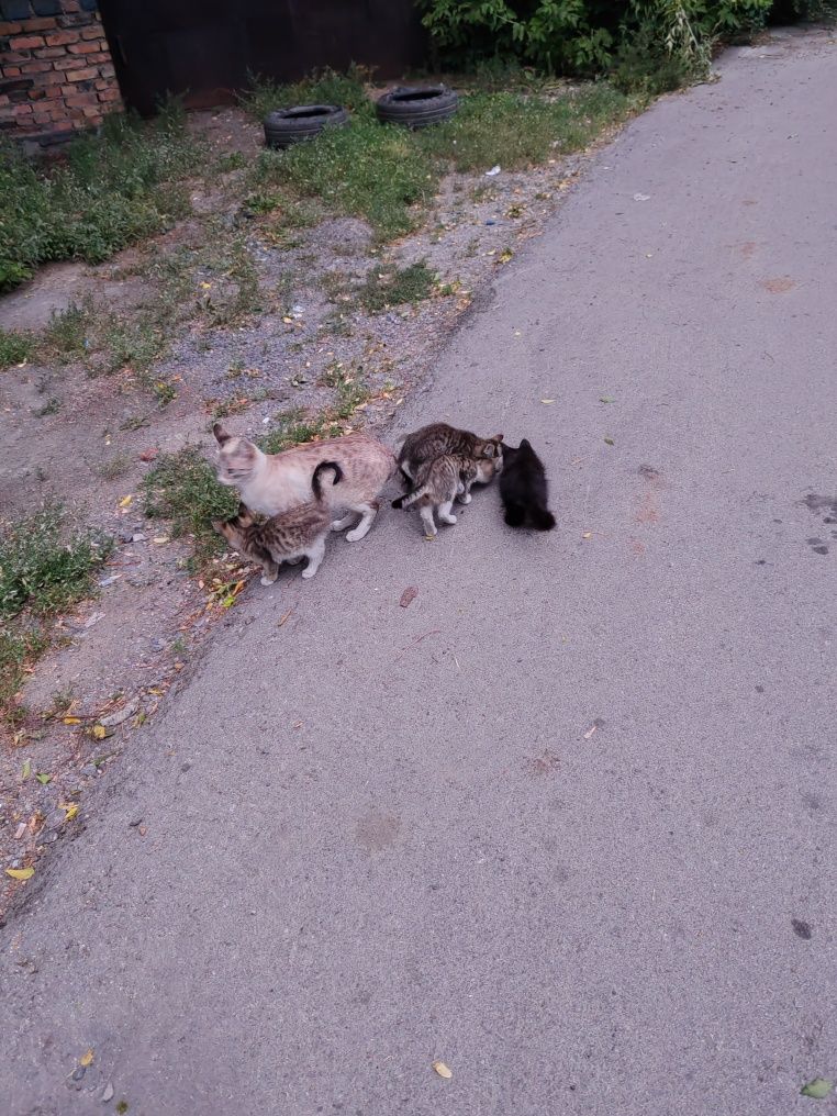Дарю котят,игривые, смышленые.