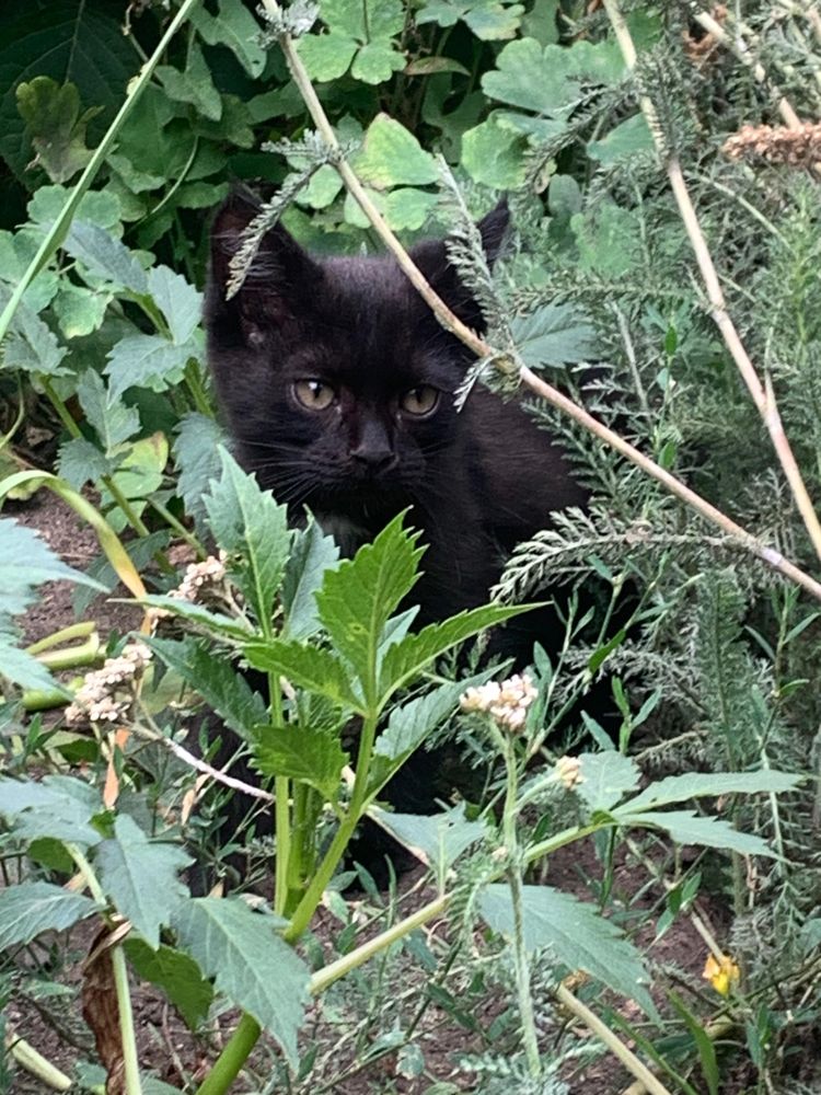 Котята мальчик и девочка отдам