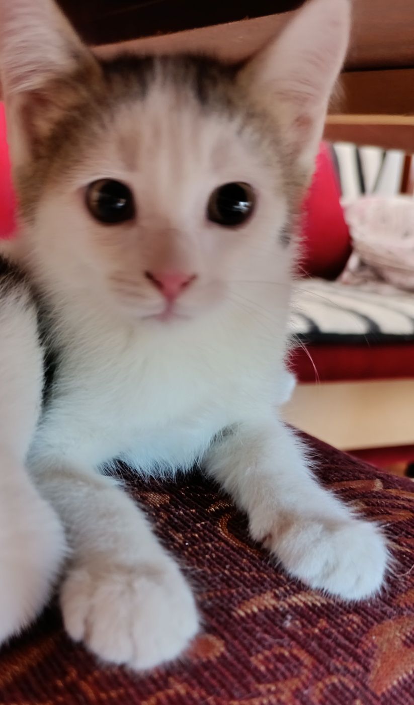 Котята Кызылорда