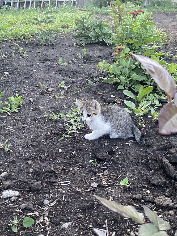 Отдам котенка девочка
