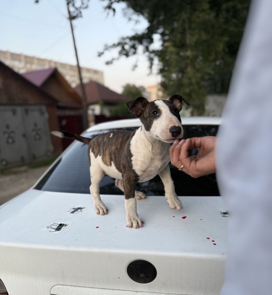 Английский бультерьер