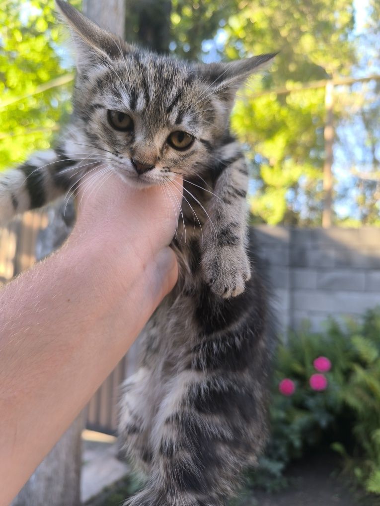 Отдам кошку Девочка