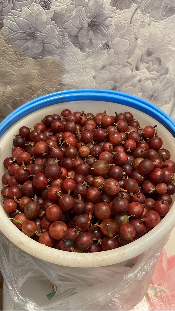 Продам крыжовник 5 литров