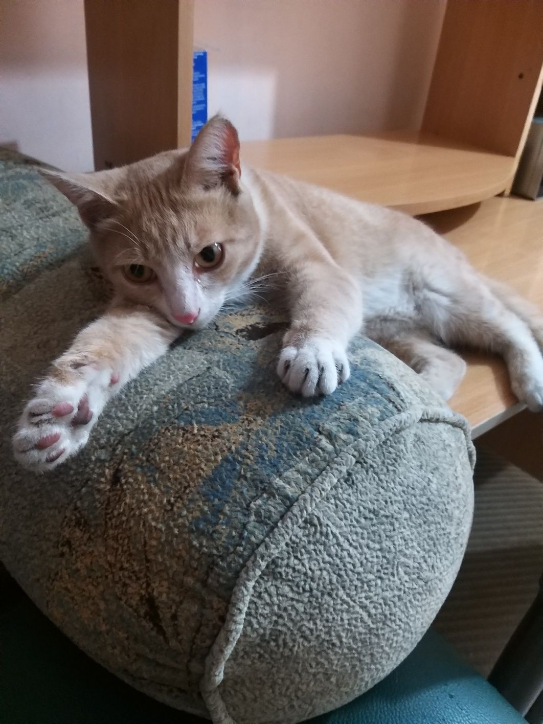 Кастрированный котик ищет дом