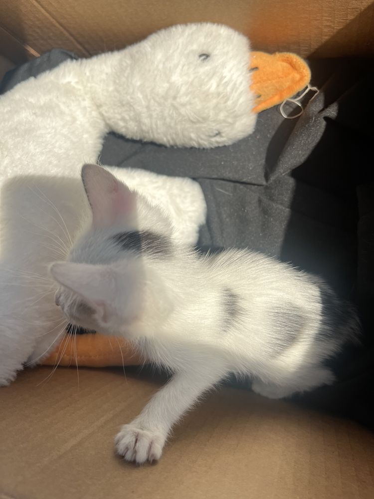СРОЧНО! котенок в добрые руки