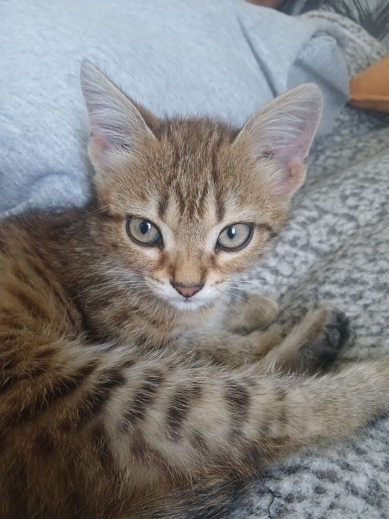 Отдам котёнка мальчик