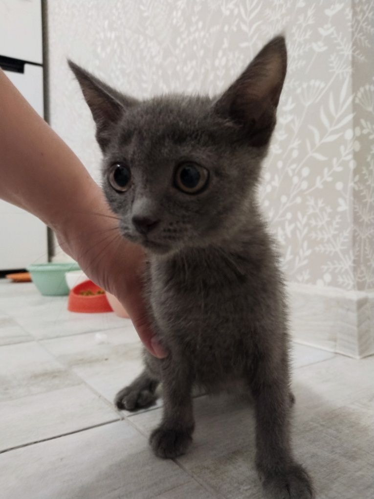 Котенок девочка ищет дом
