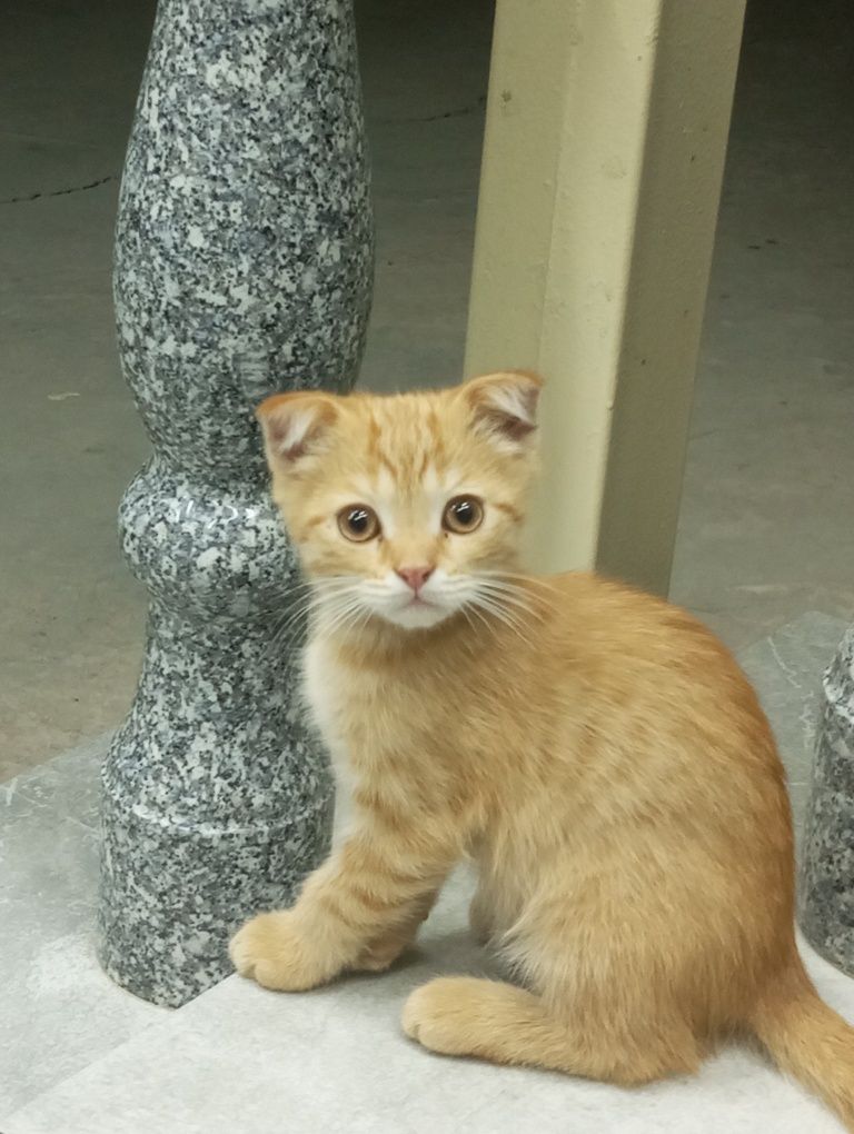 Шикарные котята продам