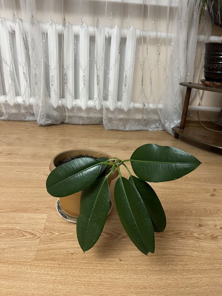 Фикус красивый