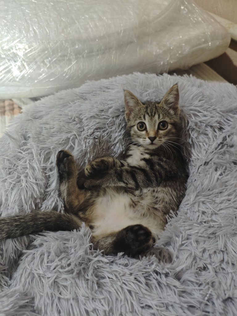 Отдам котят в добрые руки