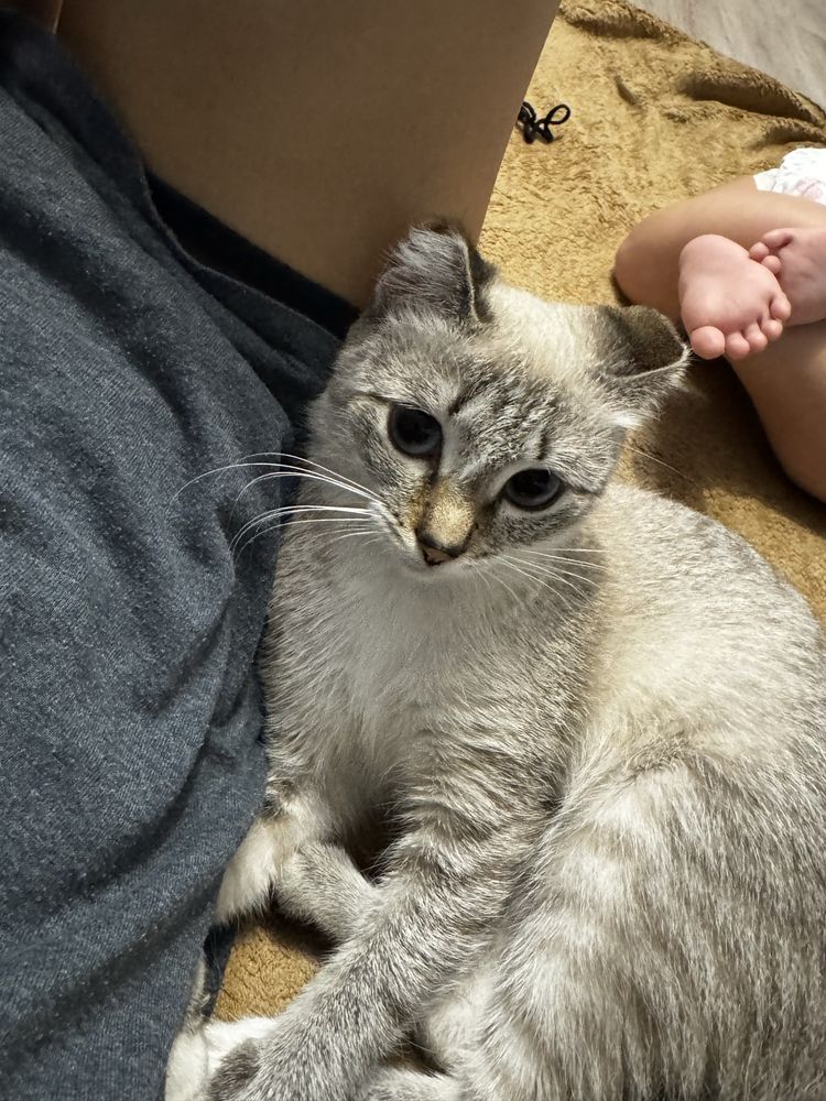 Отдадим кошечку