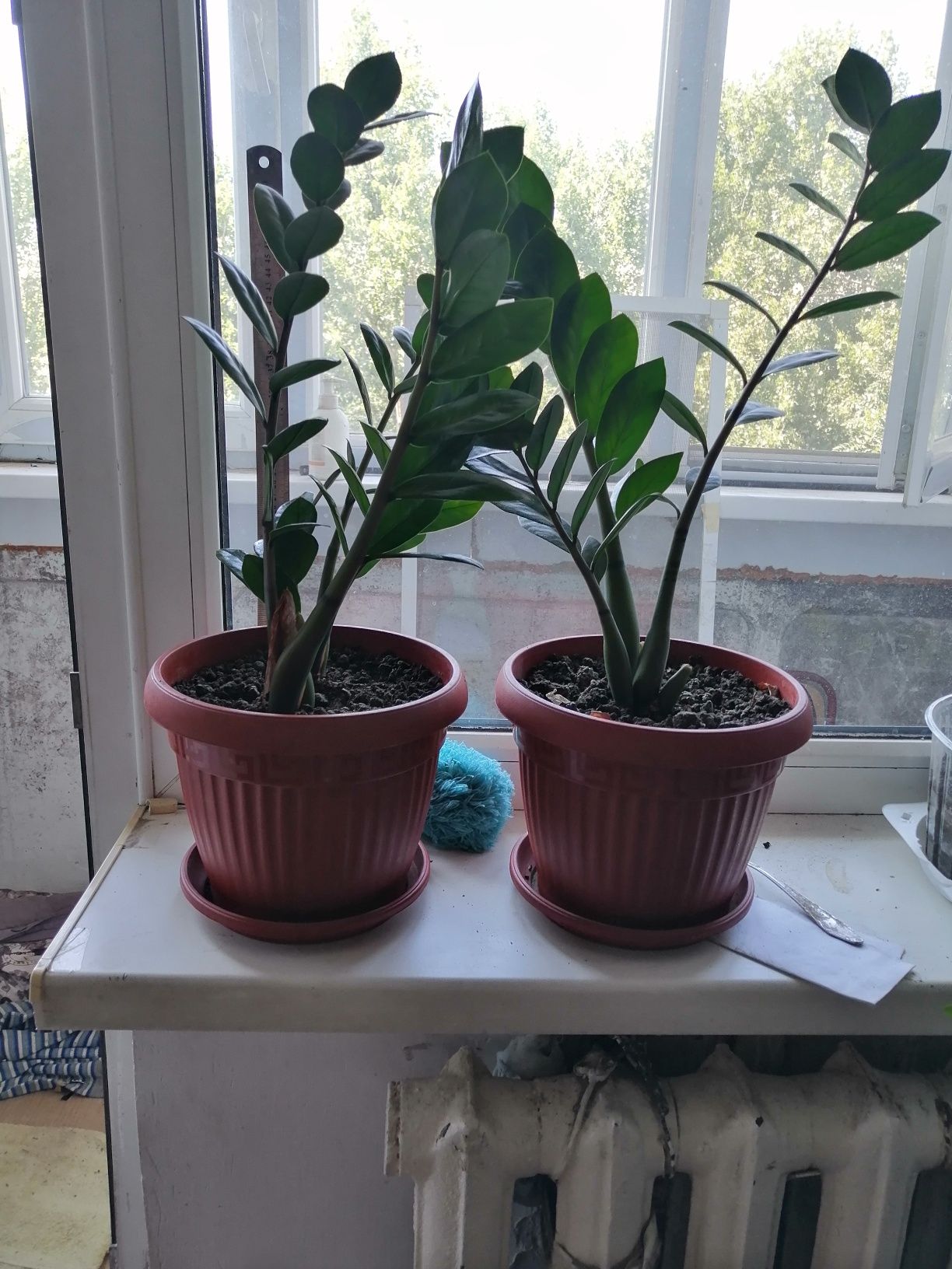 Продам доллоровое дерево