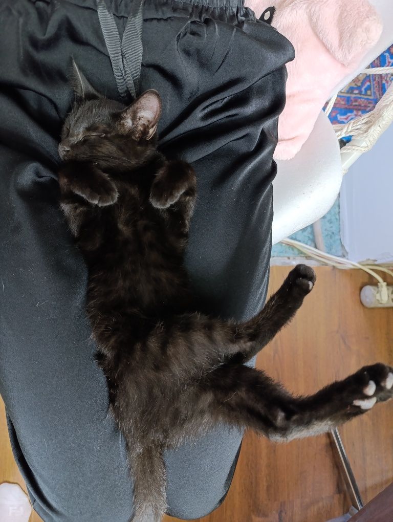 Отдам даром котёнка