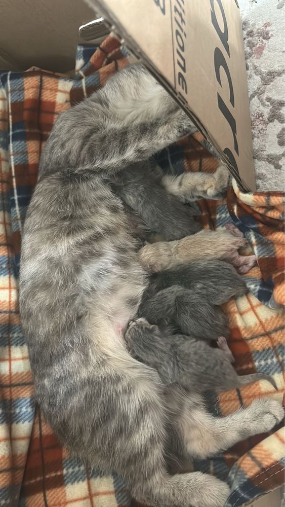 Котята родились 20.07.25