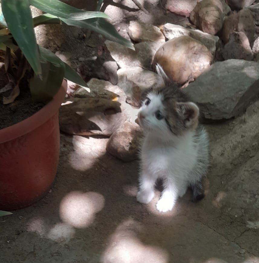 Отдам котёнка, мальчик. Чистенький, игривый