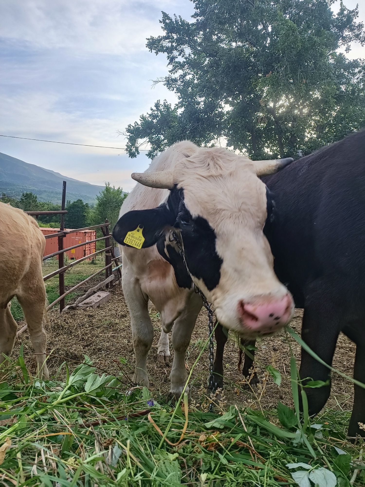 Продам бычка на племя.