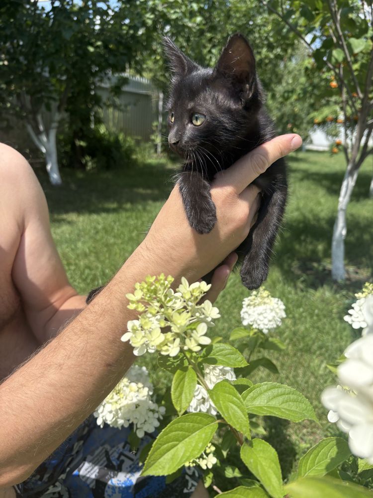 Отдам в добрые руки