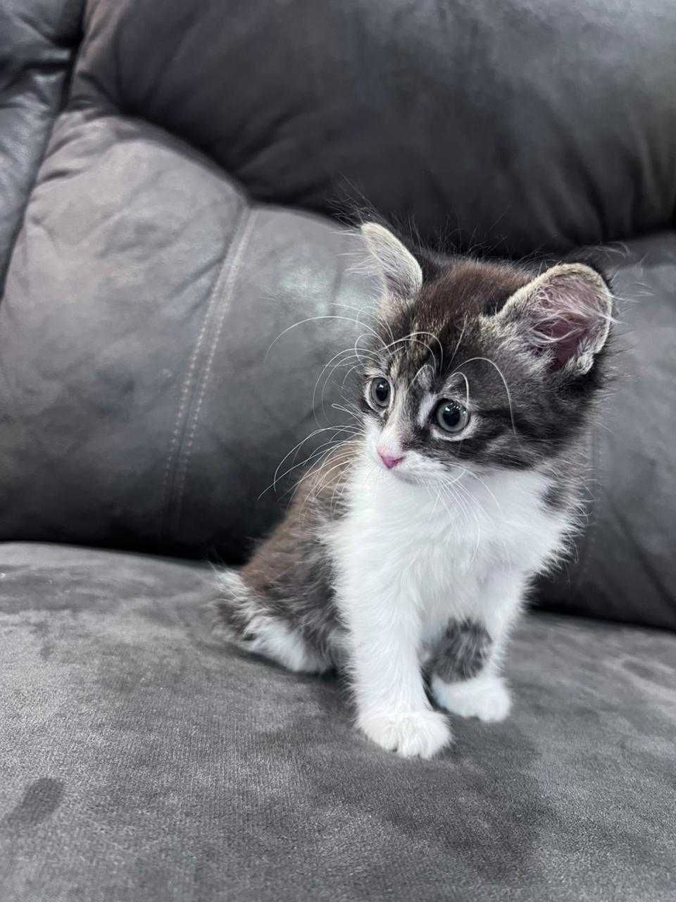 Котята крысоловы