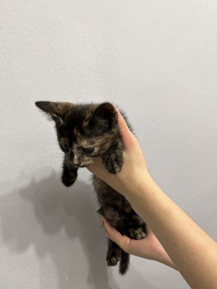Отдам кошечку, 2.5 месяца