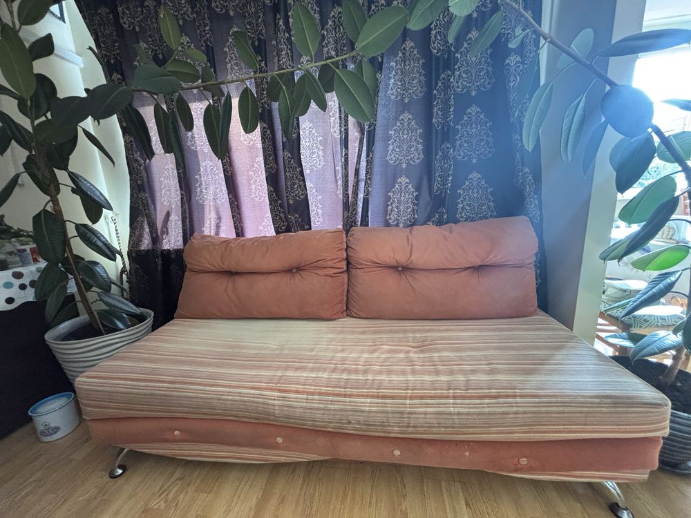 Высокие фикусы 2,4м (2шт)