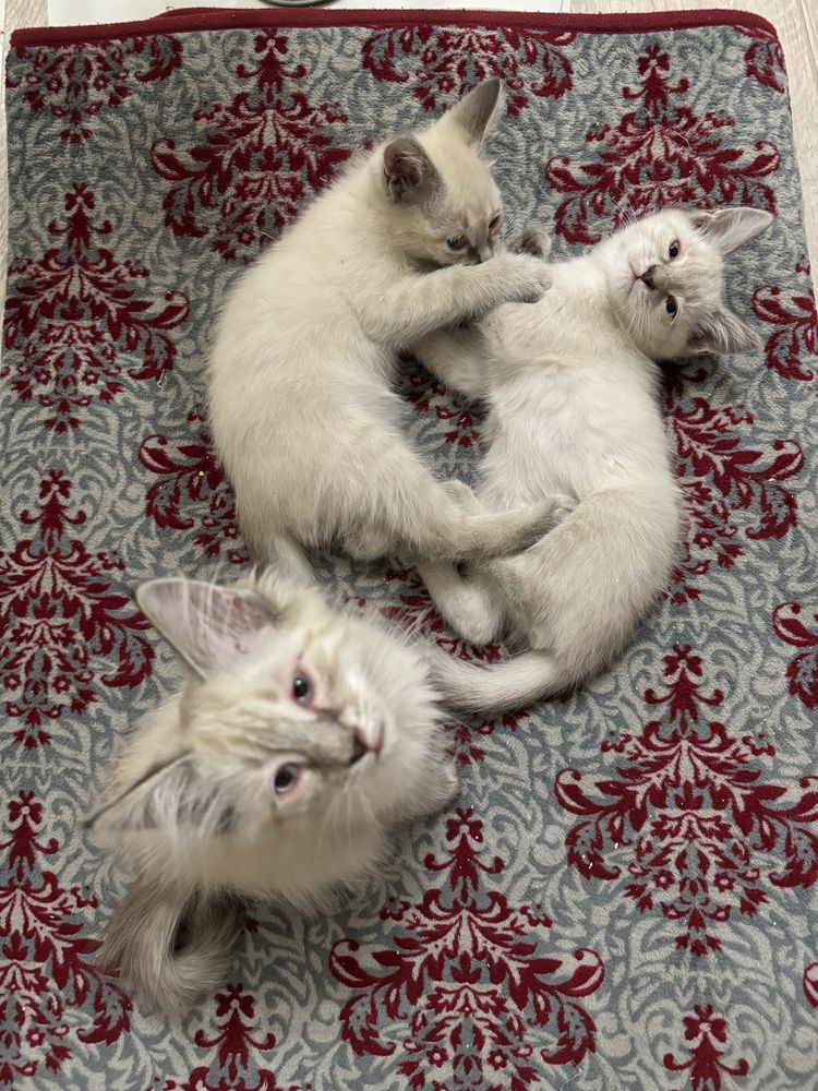Отдам котят в добрые руки