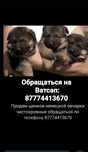 Щенки немецкой овчарки