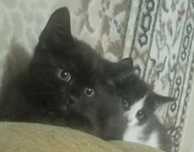 Котята ( прочтите сами и передайте своим знакомым)