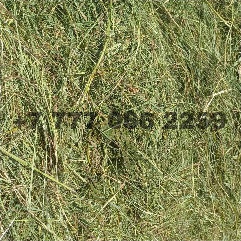Продам сено луговое