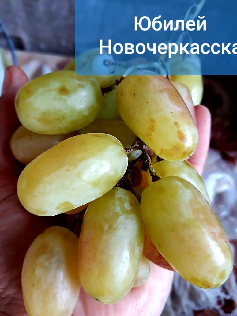 Продаю элитные саженцы винограда
