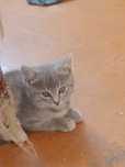 Отдам котят в хорошие руки