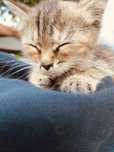 Котенок,девочка.