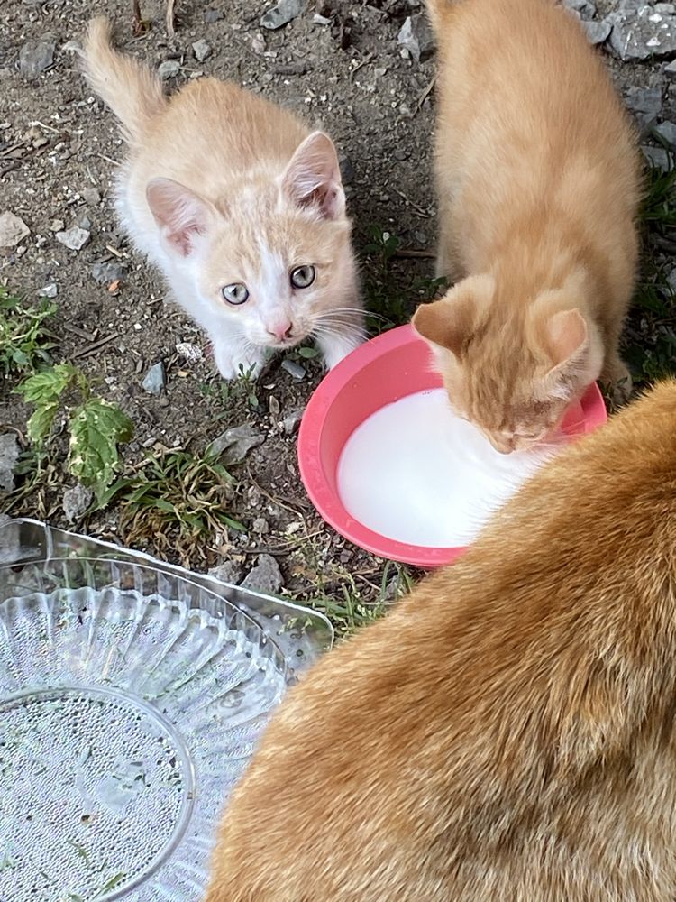 Отдат котят 1 месяц им