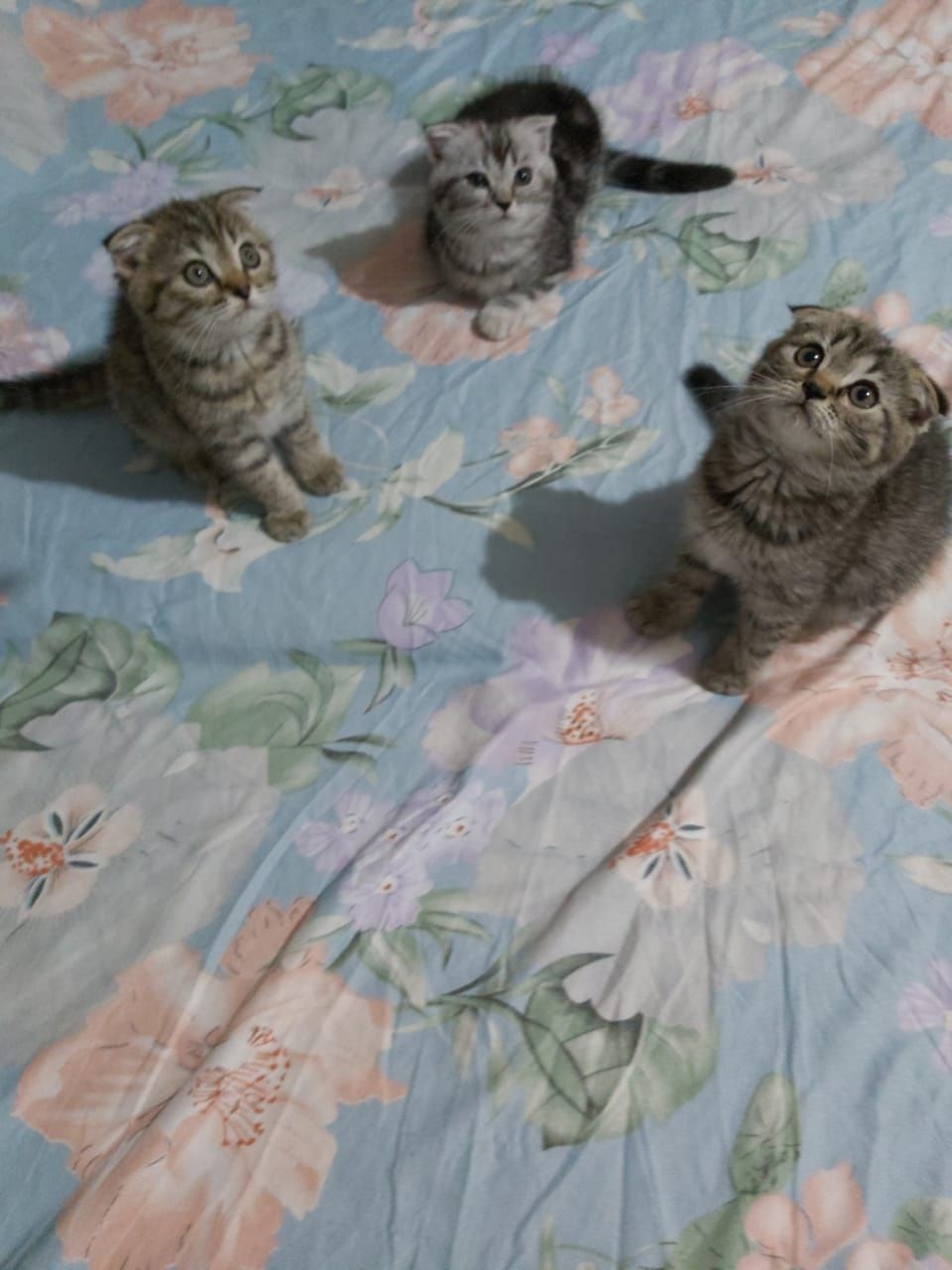 Продам вислоухих котят