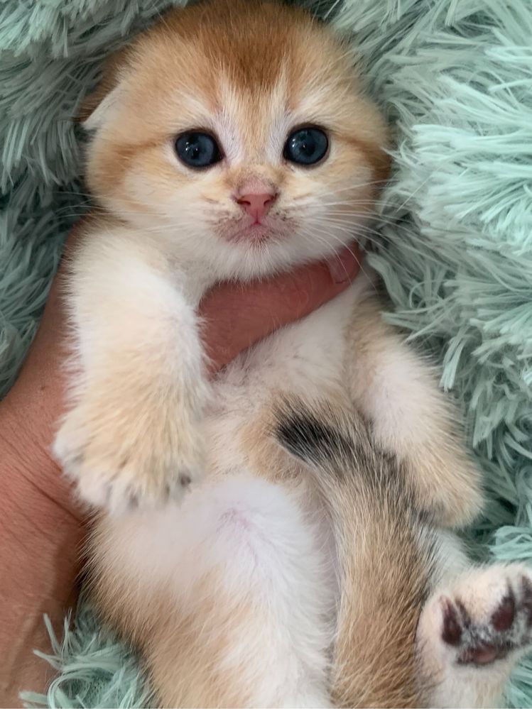 Продам шиншиллок шоу класса