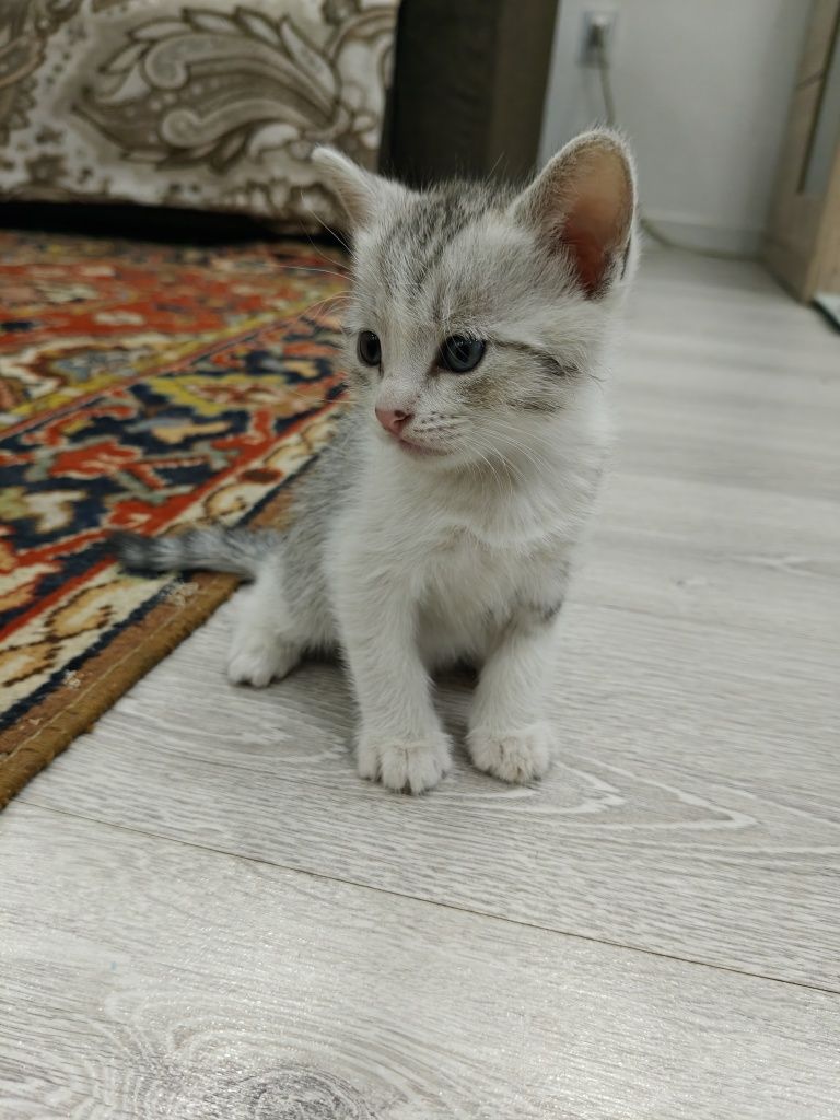 Отдаем котят в хорошие руки.