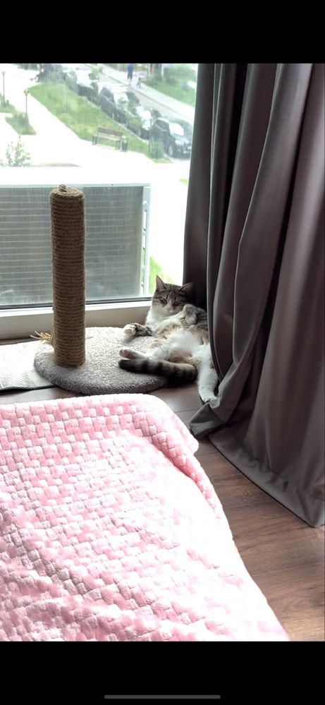 Отдам кошку в добрые руки