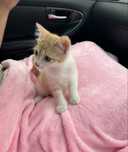 Отдаю котёнка в хорошие руки