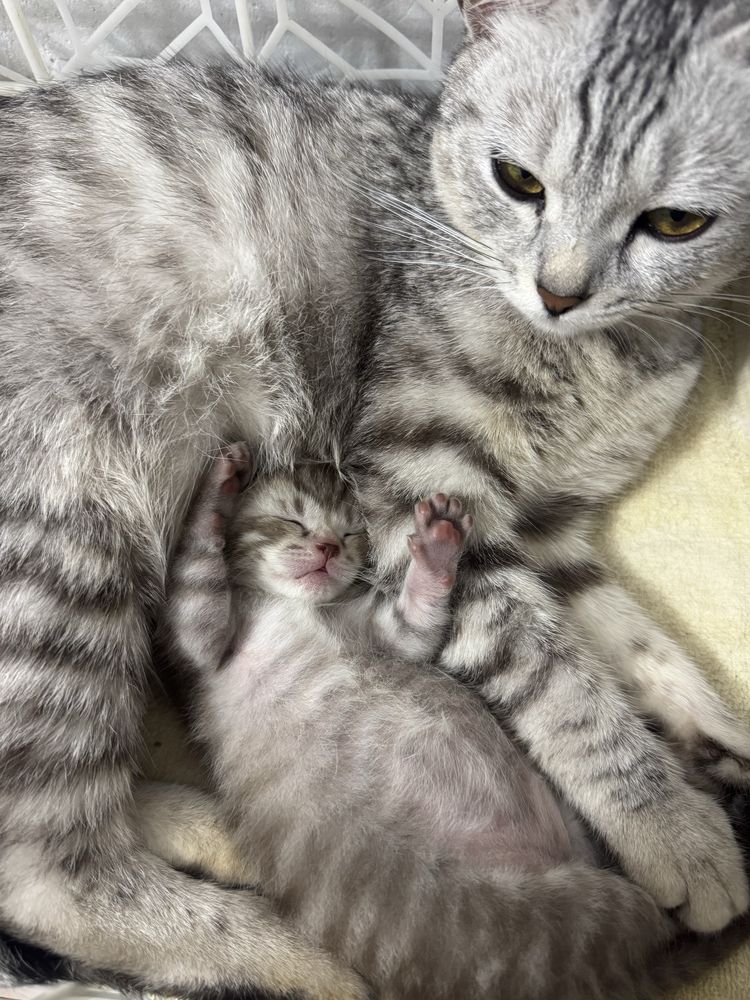 Пародисты котёнок мальчик вислоухий