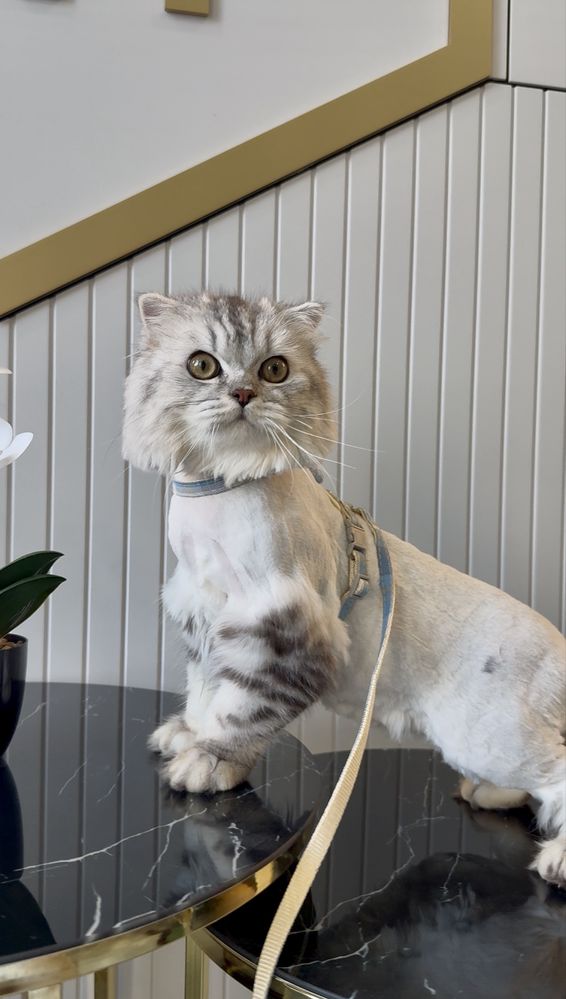Котенок. Мысық. Кот. Кошка