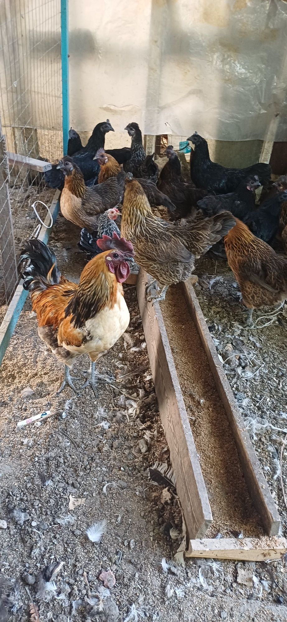 Срочно продам кур породы Лакеданзи