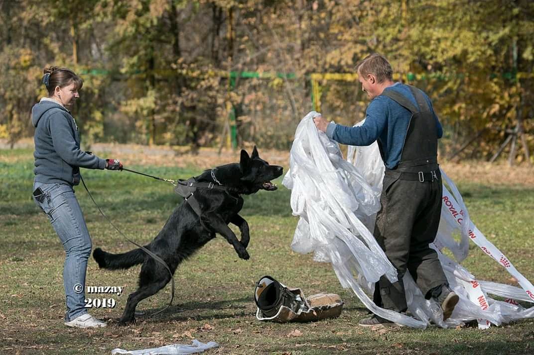 Немецкая овчарка черного окраса СКК-КНОРК