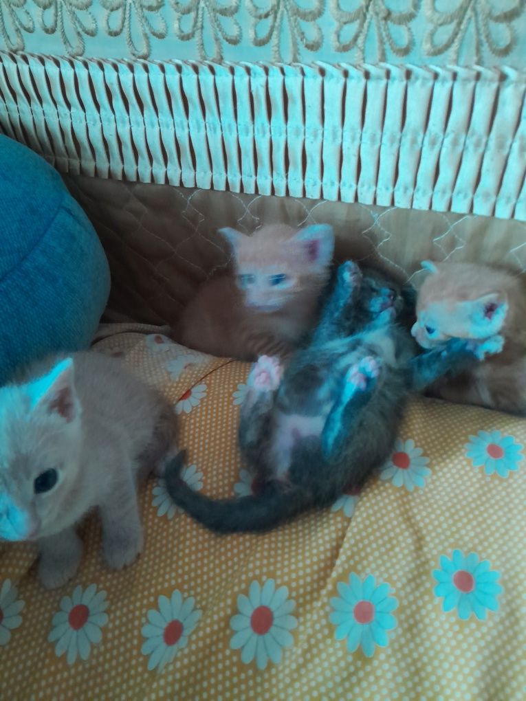 Котята очень красивые 2 рыжых один пудровый и один серый.