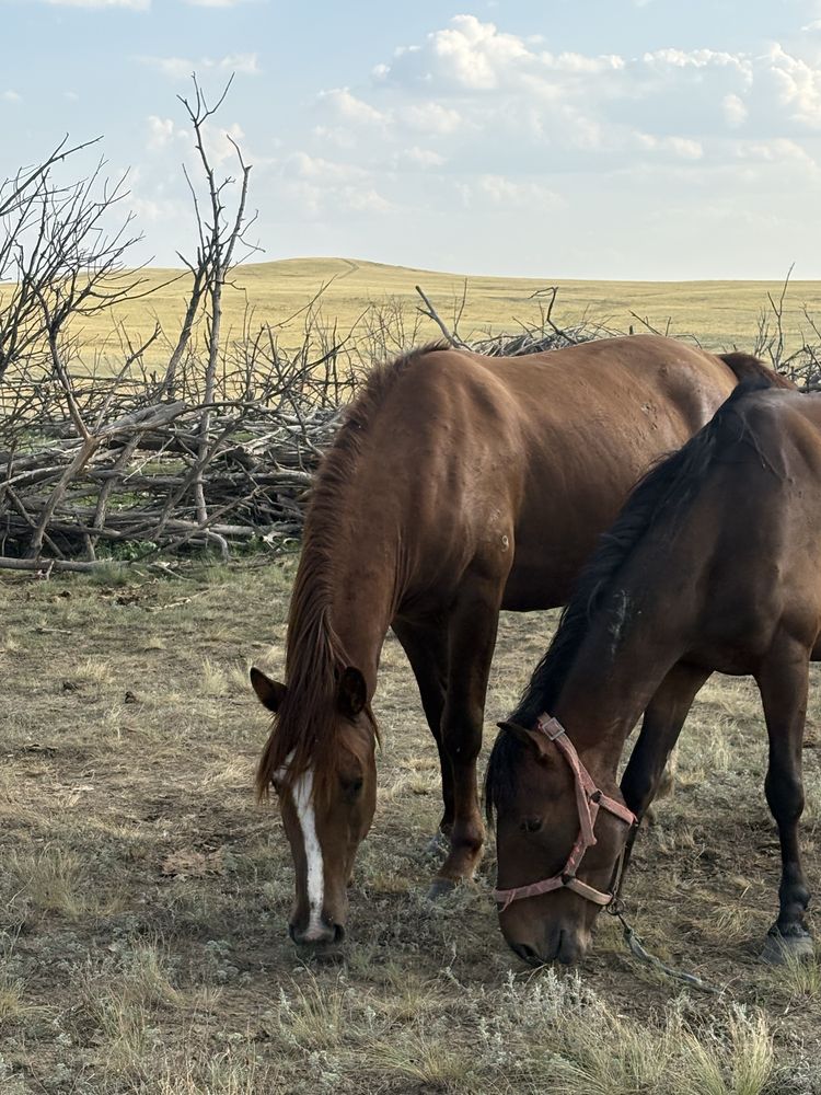 Продам Кушумского жеребца